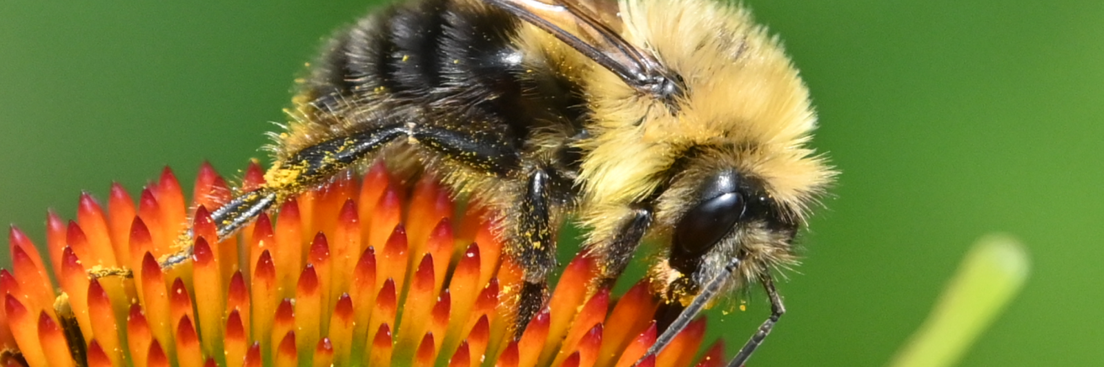 Photograph of a Bee