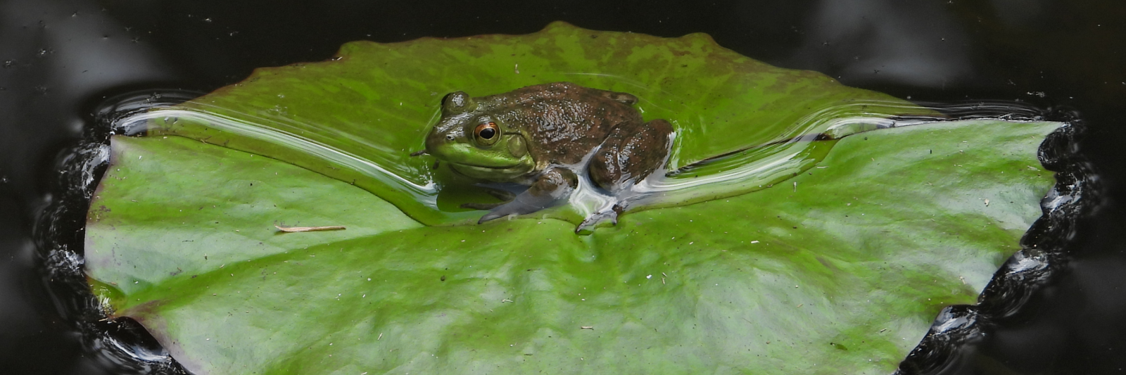 Photo of Frog on lily pad