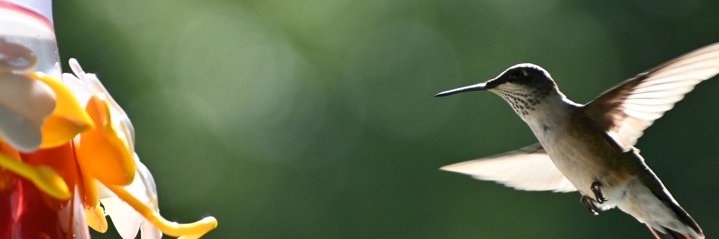 Photo of Hummingbird