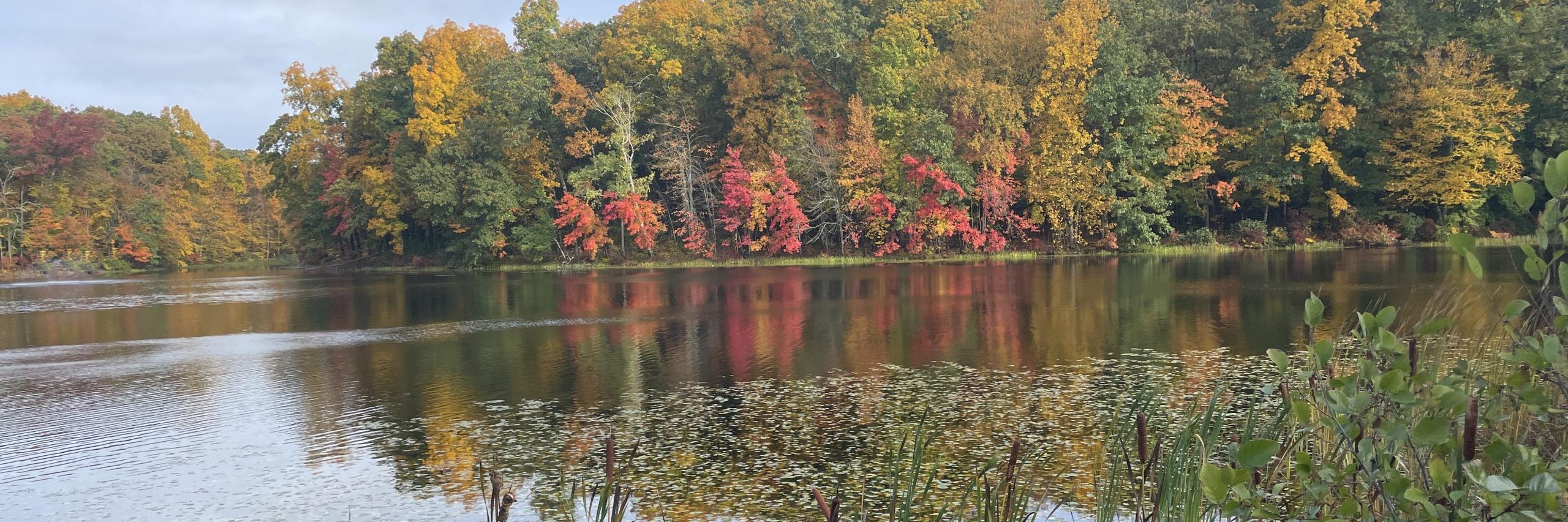 Fall leaves at Centennial Pond